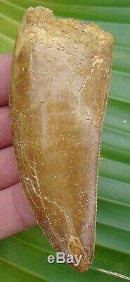 AFRICAN T-REx Carcharodontosaurus Dinosaur Tooth XL 4 & 5/16 in. NATURAL
