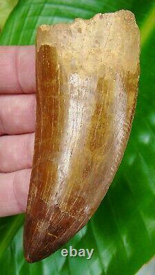 AFRICAN T-Rex Carcharodontosaurus Dinosaur Tooth OVER 4 & 1/16 in. REAL