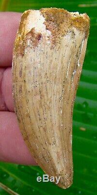 African T-Rex Carcharodontosaurus Dinosaur Tooth 2 & 1/2 in. NATURAL