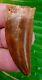 African T-Rex Carcharodontosaurus Dinosaur Tooth 2 & 1/4 in. 100% NATURAL