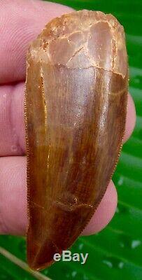 African T-Rex Carcharodontosaurus Dinosaur Tooth 2 & 1/4 in. 100% NATURAL