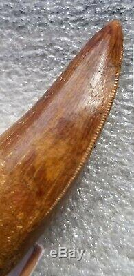 African T-Rex Carcharodontosaurus Dinosaur Tooth 2.45 100% REAL Serrated