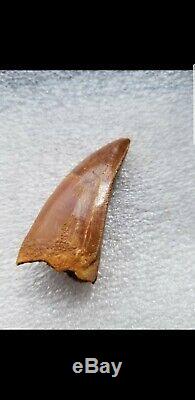 African T-Rex Carcharodontosaurus Dinosaur Tooth 2.45 100% REAL Serrated