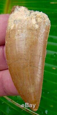 African T-Rex Carcharodontosaurus Dinosaur Tooth 2 & 5/8 in. NATURAL