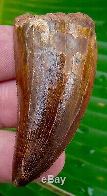 African T-Rex Carcharodontosaurus Dinosaur Tooth 2 & 7/16 in. NATURAL