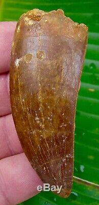 African T-Rex Carcharodontosaurus Dinosaur Tooth 2 & 7/8 in. 100% NATURAL