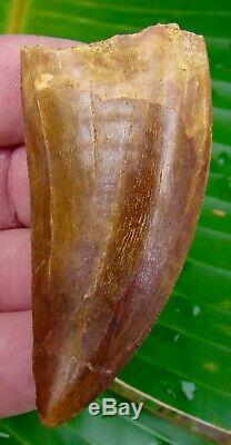 African T-Rex Carcharodontosaurus Dinosaur Tooth 2 & 7/8 in. 100% REAL