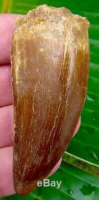 African T-Rex Carcharodontosaurus Dinosaur Tooth 2 & 7/8 in. 100% REAL