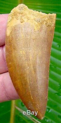 African T-Rex Carcharodontosaurus Dinosaur Tooth 3 & 1/16 in. NATURAL