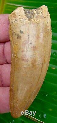African T-Rex Carcharodontosaurus Dinosaur Tooth 3 & 1/4 in. 100% REAL