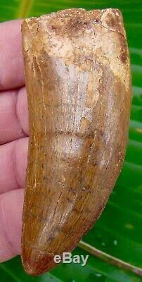 African T-Rex Carcharodontosaurus Dinosaur Tooth 3 & 1/8 in. 100% REAL