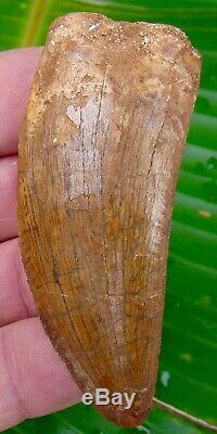 African T-Rex Carcharodontosaurus Dinosaur Tooth 3 & 1/8 in. 100% REAL