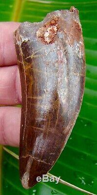 African T-Rex Carcharodontosaurus Dinosaur Tooth 3 & 3/16 in. 100% REAL