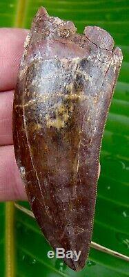 African T-Rex Carcharodontosaurus Dinosaur Tooth 3 & 3/16 in. 100% REAL