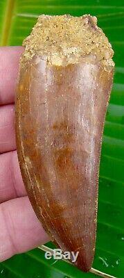African T-Rex Carcharodontosaurus Dinosaur Tooth 3 & 3/4 in. 100% NATURAL