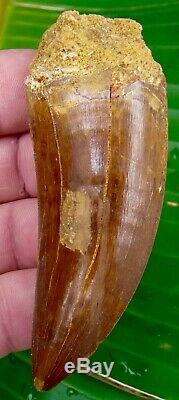 African T-Rex Carcharodontosaurus Dinosaur Tooth 3 & 3/4 in. 100% NATURAL