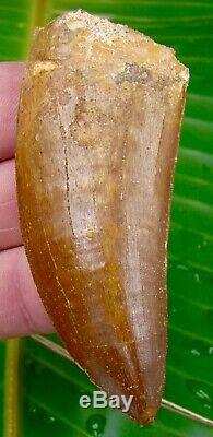 African T-Rex Carcharodontosaurus Dinosaur Tooth 3 & 3/8 in. 100% NATURAL