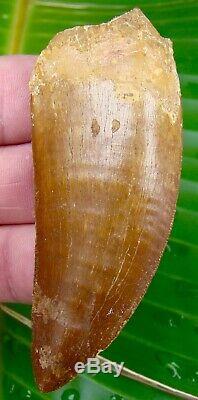 African T-Rex Carcharodontosaurus Dinosaur Tooth 3 & 3/8 in. 100% NATURAL