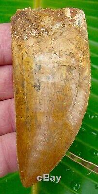 African T-Rex Carcharodontosaurus Dinosaur Tooth 3 & 5/8 in. 100% NATURAL