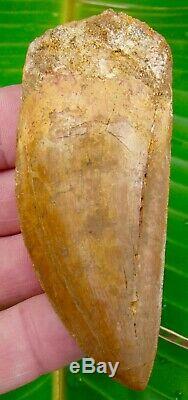 African T-Rex Carcharodontosaurus Dinosaur Tooth 3 & 5/8 in. 100% NATURAL