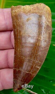 African T-Rex Carcharodontosaurus Dinosaur Tooth 3 & 7/16 in. 100% REAL