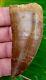 African T-Rex Carcharodontosaurus Dinosaur Tooth 3 & 7/16 in. 100% REAL