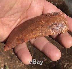 African T-Rex Carcharodontosaurus Dinosaur Tooth 3 & 7/8 in. 100% NATURAL
