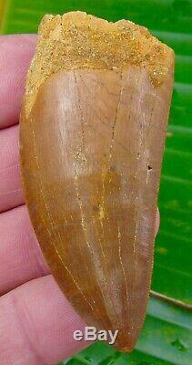 African T-Rex Carcharodontosaurus Dinosaur Tooth 3 in. 100% NATURAL