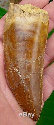 African T-Rex Carcharodontosaurus Dinosaur Tooth 4 & 1/2 in REAL FOSSILS