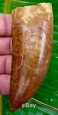 African T-Rex Carcharodontosaurus Dinosaur Tooth 4 & 3/16- REAL FOSSIL