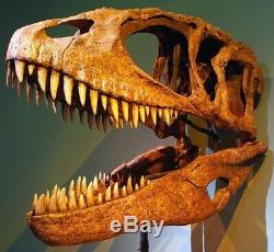 African T-Rex Carcharodontosaurus Dinosaur Tooth 4 & 3/16- SUPERIOR QUALITY