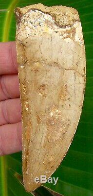 African T-Rex Carcharodontosaurus Dinosaur Tooth 4 & 5/8 in REAL FOSSILS