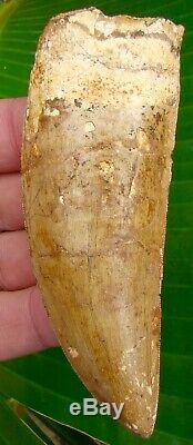 African T-Rex Carcharodontosaurus Dinosaur Tooth 4 & 5/8 in REAL FOSSILS