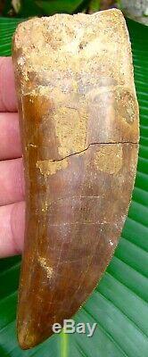 African T-Rex Carcharodontosaurus Dinosaur Tooth 5 inches! REAL FOSSILS