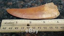 African T-Rex Carcharodontosaurus Dinosaur Tooth HUGE Ultimate QUALITY Look