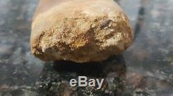 African T-Rex Carcharodontosaurus Dinosaur Tooth HUGE Ultimate QUALITY Look