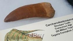 African T-Rex Carcharodontosaurus Dinosaur Tooth HUGE Ultimate QUALITY SALE