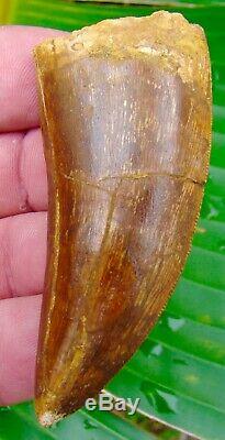 African T-Rex Carcharodontosaurus Dinosaur Tooth OVER 3 in. 100% NATURAL