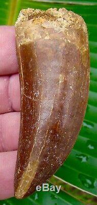 African T-Rex Carcharodontosaurus Dinosaur Tooth OVER 3 in. 100% NATURAL