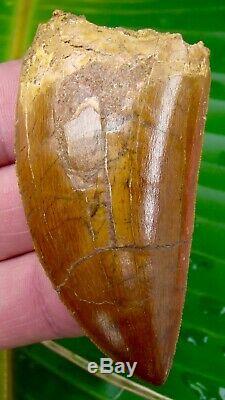 African T-Rex Carcharodontosaurus Dinosaur Tooth OVER 3 in. 100% REAL