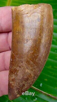 African T-Rex Carcharodontosaurus Dinosaur Tooth OVER 3 in. 100% REAL