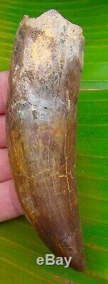 African T-Rex Carcharodontosaurus Dinosaur Tooth OVER 5 in. MONSTER SIZE