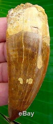 African T-Rex Carcharodontosaurus Dinosaur Tooth XL 3 & 3/8 in. NATURAL
