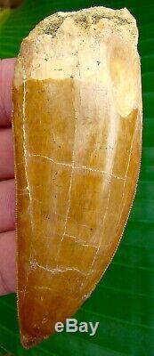 African T-Rex Carcharodontosaurus Dinosaur Tooth XL 4 in. BEAUTIFUL TOOTH