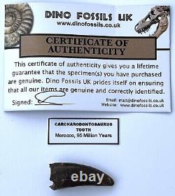 African T Rex Carcharodontosaurus Tooth 1 3/8 Theropod Dinosaur Fossil With COA