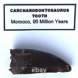 African T Rex Carcharodontosaurus Tooth 1 3/8 Theropod Dinosaur Fossil With COA