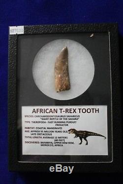 African T-Rex Dinosaur Tooth