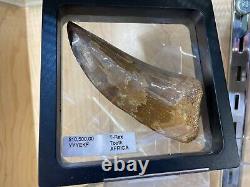 African T-rex Tooth Carcharodontosaurus Wall Display Dinosaur Fossil Jurassic