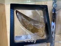 African T-rex Tooth Carcharodontosaurus Wall Display Dinosaur Fossil Jurassic