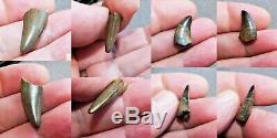 Amazing Dinosaur T. Rex Collection Tooth Fossil Teeth Fossils Christmas Gift